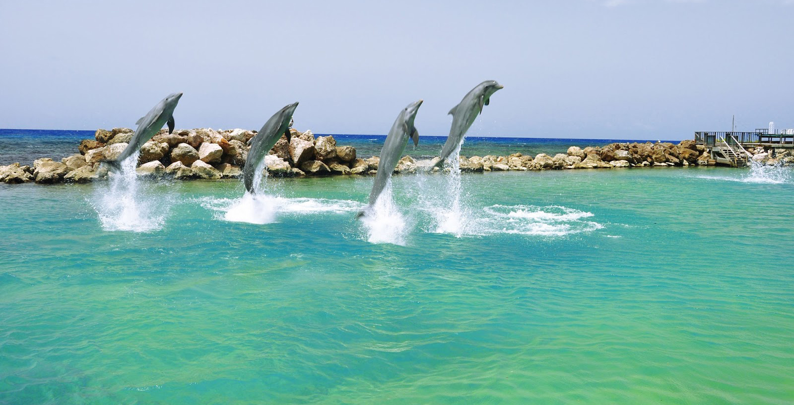 Бухта дельфинов Ямайка - морская достопримечательность на Ямайке